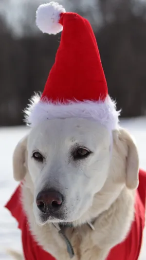 Adjustable Pet Santa Hat Holiday Costume Headband for Medium-Large Dogs