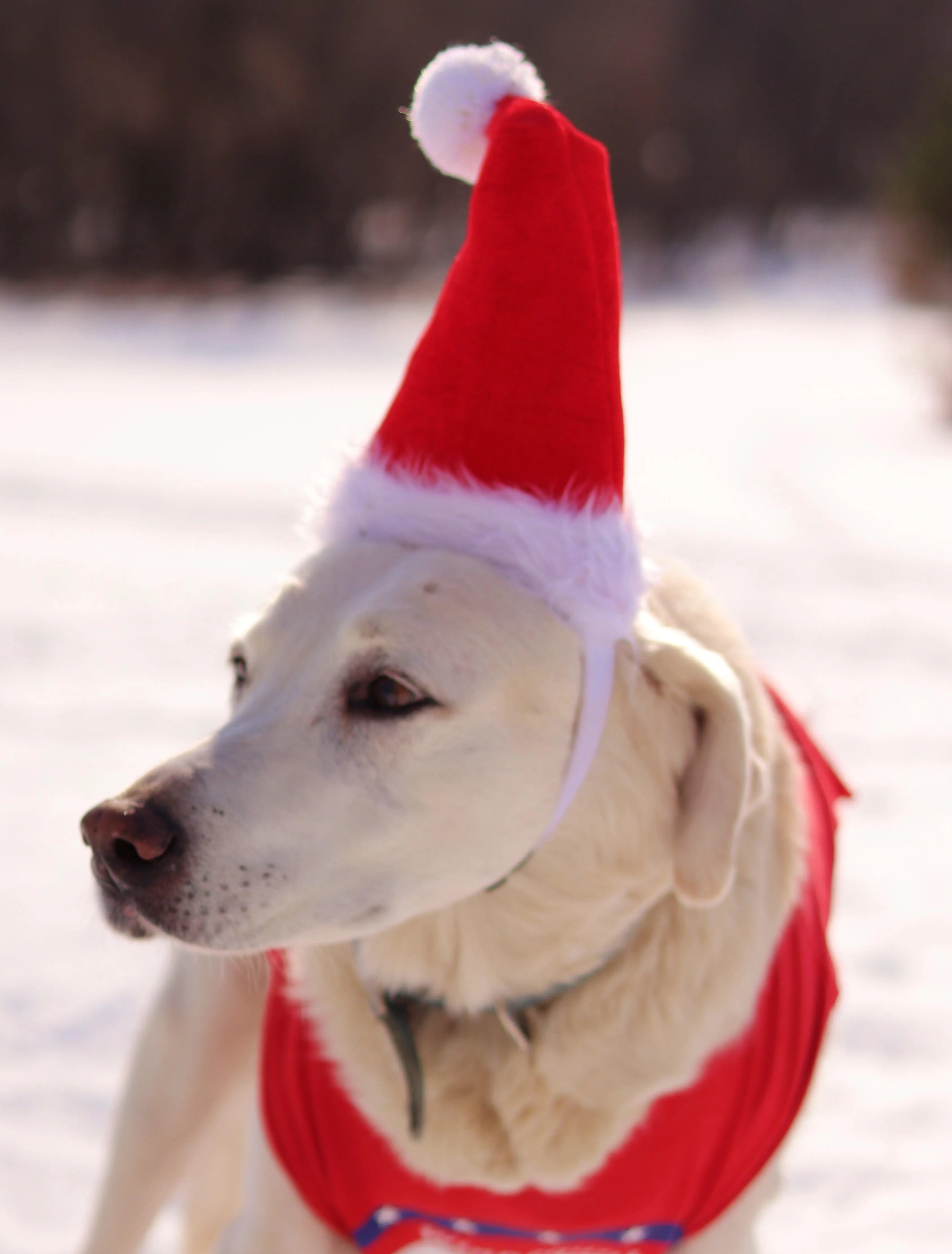 Adjustable Pet Santa Hat Holiday Costume Headband for Medium-Large Dogs